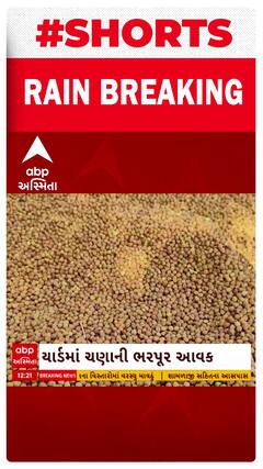 Amreli APMC | સાવરકુંડલામાં ચણાની રેકોર્ડબ્રેક આવક