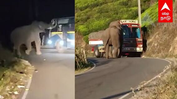 Padayappa elephant Viral Video : வழி மறித்த படையப்பா.. பேருந்தில் திக் திக்..
