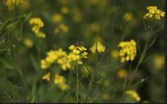 Production of Mustard: ਇਸ ਛੋਟੇ ਜਿਹੇ ਦੇਸ਼ ਵਿੱਚ ਹੁੰਦੀ ਹੈ ਸਭ ਤੋਂ ਵੱਧ ਸਰ੍ਹੋਂ, ਦੇਖੋ ਪੂਰੀ ਸੂਚੀ