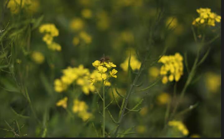 ਇਸ ਸੂਚੀ 'ਚ ਦੂਜੇ ਨੰਬਰ 'ਤੇ ਰੂਸ ਦਾ ਨਾਂ ਆਉਂਦਾ ਹੈ। ਰੂਸ ਇੱਕ ਸਾਲ ਵਿੱਚ 1,83,426 ਟਨ ਸਰ੍ਹੋਂ ਦਾ ਉਤਪਾਦਨ ਕਰਦਾ ਹੈ।
