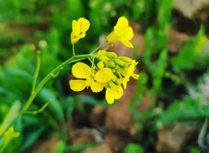 ਤੁਹਾਨੂੰ ਦੱਸ ਦੇਈਏ ਕਿ ਇਸ ਦੇਸ਼ ਦਾ ਨਾਮ ਨੇਪਾਲ ਹੈ। ਜੀ ਹਾਂ, ਨੇਪਾਲ ਵਿੱਚ ਇੱਕ ਸਾਲ ਵਿੱਚ ਲਗਭਗ 2,30,0050 ਟਨ ਸਰ੍ਹੋਂ ਦਾ ਉਤਪਾਦਨ ਹੁੰਦਾ ਹੈ।