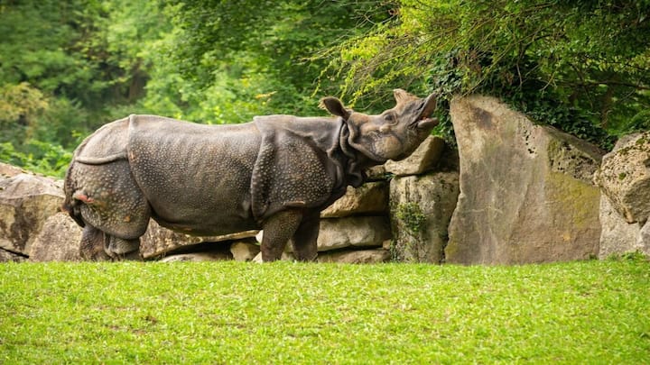इस पैकेज में आपको चेरापूंजी, Mawlynnong, काजीरंगा जैसी जगहों पर टूर करने का मौका मिलेगा.