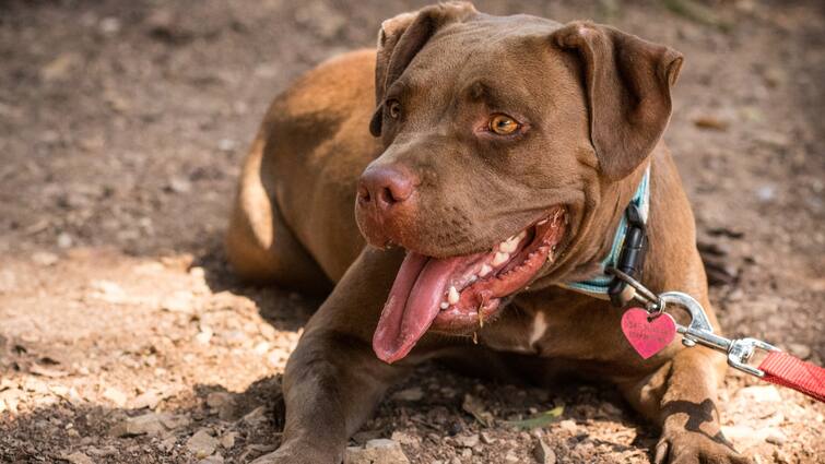 What are the rules for keeping pitbull in India what is the punishment for violating them Pitbull attack भारत में पिटबुल पालने के क्या हैं नियम, इसकी अवहेलना पर कितनी हो सकती है सजा?
