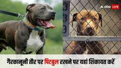 अगर पड़ोसी ने गैरकानूनी तरीके से पाल रखा है पिटबुल तो न हों परेशान, यहां कर सकते हैं शिकायत?