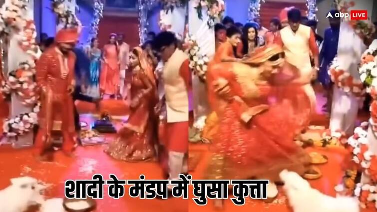 Dog attack on bride, funny video viral on social media. Video: जब शादी में दुल्हन के पीछे पड़ गया कुत्ता, दुल्हन को हर तरफ दौड़ाया, ऐसा वीडियो शायद ही देखा होगा