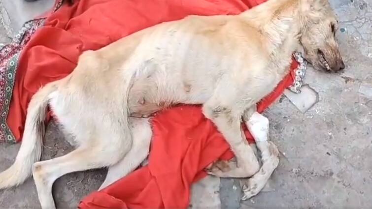 Jabalpur Street Dog Shot Dead Bullet Found inside body in X Ray ANN Jabalpur News: जबलपुर में स्ट्रीट डॉग की गोली मारकर हत्या, एक्स-रे में दिखी बुलेट