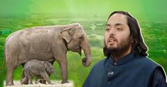 Anant Ambani Vantara: జంతువుల కోసం 3 వేల ఎకరాలా..? అనంత్ అంబానీకి ఈ ఆలోచన ఎలా వచ్చింది.?