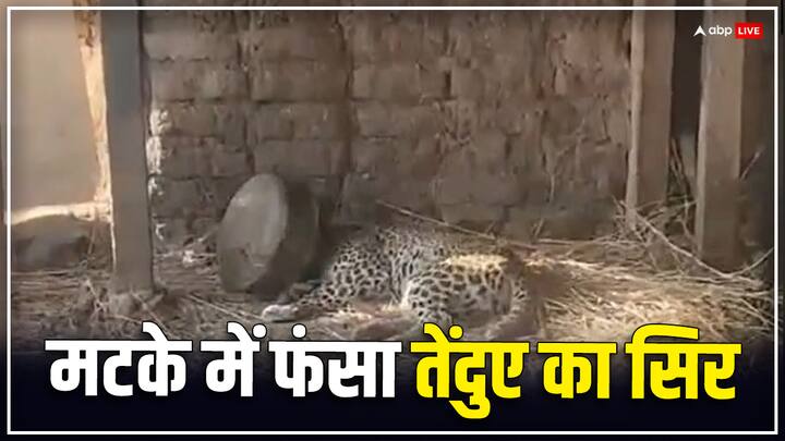 Dhule leopards head got stuck in na metal vessel in a maharashtra village Watch: महाराष्ट्र के धुले में पांच घंटे तक पतीले में फंसा रहा तेंदुए का सिर, फिर ऐसे निकला बाहर