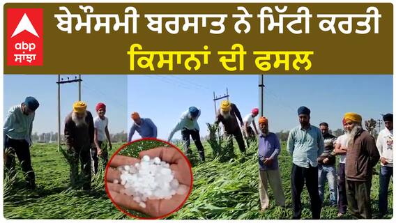 Amritsar Crop Damage| ਅੰਮ੍ਰਿਤਸਰ 'ਚ ਕਿਸਾਨਾਂ ਦੀ ਬੇਮੌਸਮੀ ਬਰਸਾਤ ਕਾਰਨ ਖੇਤਾਂ 'ਚ ਵਿਛੀ ਕਣਕ