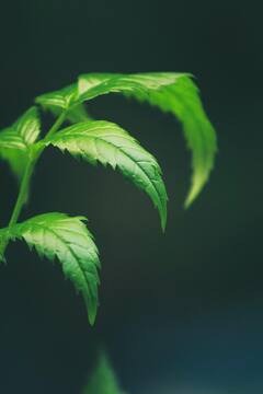 Neem Benefits :  कडुलिंबापासून शरीराला होतात 'हे' फायदे !