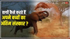 हाथी खुद ही करता है अपने बच्चों का अंतिम संस्कार, उनके मरने के बाद करता है ये काम