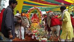 हमीरपुर: सजी-धजी बैलगाड़ी में पिया के घर पहुंची दुल्हनिया, फिल्मी तर्ज पर विदाई ने मोहा लोगों का मन