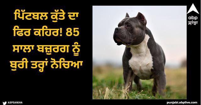 Fury of Pitbull dog again The 85 year old was badly scratched  Gurdaspur News: ਪਿੱਟਬਲ ਕੁੱਤੇ ਦਾ ਫਿਰ ਕਹਿਰ! 85 ਸਾਲਾ ਬਜ਼ੁਰਗ ਨੂੰ ਬੁਰੀ ਤਰ੍ਹਾਂ ਨੋਚਿਆ