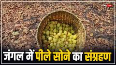 कोरबा: हाथी और भालू का खतरा, वन विभाग ने ग्रामीणों को महुआ फूल के लिए इन इलाकों में न जाने की दी हिदायत