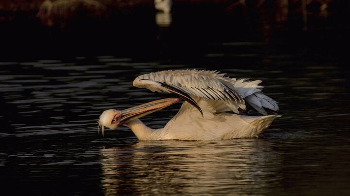 खिजड़िया बर्ड सैंक्चुएरी जमनगर के पास खिजड़िया गाँव में स्थित है. इस बर्ड सैंक्चुएरी में आप सुंदर पक्षियों और कई प्राणियों को घूमते हुए देख सकते हैं. आप यहां सिर्फ 5 बजे तक ही जा सकते हैं.