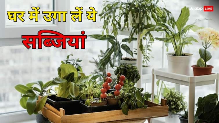 Cultivate these Vegetables in Balcony know full details in hindi महीने का मोटा खर्चा बचाने के लिए सिर्फ बालकनी काफी है, आज ही उगा लें ये सब्जियां