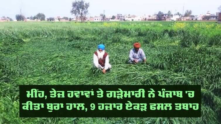 9 thousand acres of wheat and mustard crops were destroyed due to rain and hail. Storm: ਮੀਂਹ, ਤੇਜ਼ ਹਵਾਵਾਂ ਤੇ ਗੜੇਮਾਰੀ ਨੇ ਪੰਜਾਬ 'ਚ ਕੀਤਾ ਬੁਰਾ ਹਾਲ, 9 ਹਜ਼ਾਰ ਏਕੜ ਫਸਲ ਤਬਾਹ, ਬਿਜਲੀ ਵਿਭਾਗ ਕੋਲ ਆਈਆਂ 72 ਹਜ਼ਾਰ ਸ਼ਿਕਾਇਤਾਂ