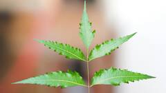 Neem Benefits :  कडुलिंबापासून शरीराला होतात 'हे' फायदे !
