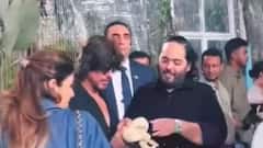 షారుఖ్ చేతిలో పామును పెట్టి షాకిచ్చిన అనంత్ అంబానీ, రాధిక మర్చంట్ నవ్వులే నవ్వులు