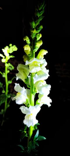 এই জল দিলেই ফলে-ফুলে ভরে উঠবে বাগান