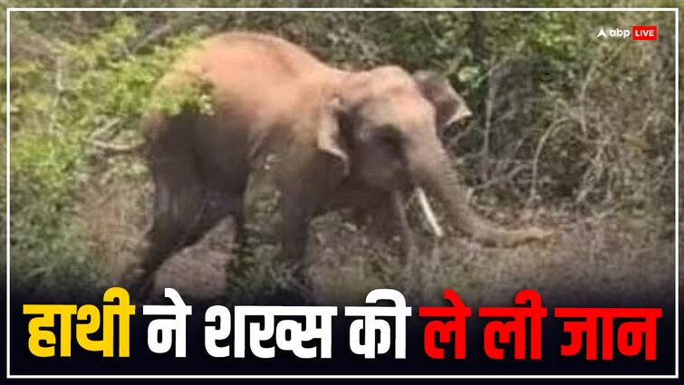 Chhattisgarh Surguja elephant Killed villager who irrigating his fields ann Chhattisgarh News: सरगुजा में खेतों में काम कर रहे ग्रामीण की हाथी ने ले ली जान, दो दिन में पांच लोगों को उतारा मौत के घाट