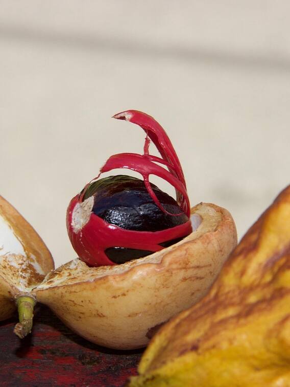 एक ही पेड़ से मिलते हैं ये दो मसाले