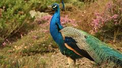 मोर शाकाहारी होता है या फिर मांसाहारी, क्या सही में सांप खाना पसंद करते हैं मोर