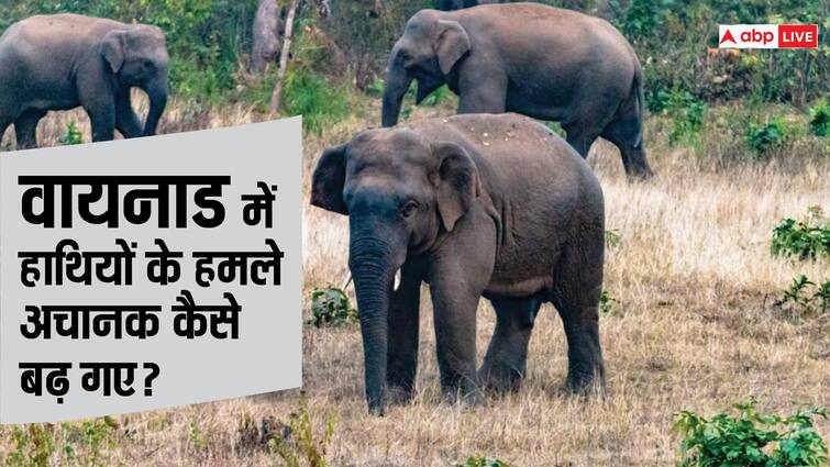 Elephant terror in Kerala wayanad Elephant Attacks Know What Law Says Elephant Population Statewise ABPP हाथियों को गोली मारने की इजाजत क्यों मांग रहे वायनाड के लोग?