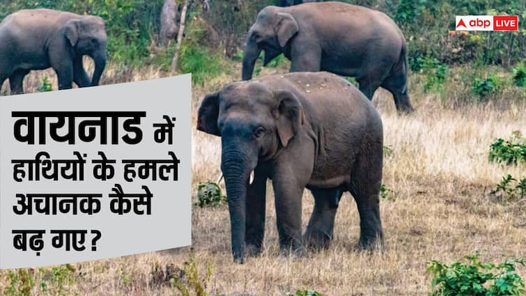 Elephant terror in Kerala wayanad Elephant Attacks Know What Law Says Elephant Population Statewise ABPP हाथियों को गोली मारने की इजाजत क्यों मांग रहे वायनाड के लोग?