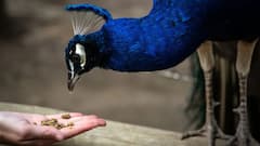 मोर शाकाहारी होता है या फिर मांसाहारी, क्या सही में सांप खाना पसंद करते हैं मोर