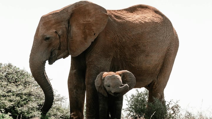हाथी धरती के सबसे विशालकाय जानवरों में से एक माने जाते हैं. जिनका आकार और वजन इतना होता है कि जंगल का राजा शेर भी इनसे दूर ही रहता है.