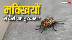अगर रोज सुबह घर में कर देंगे ये काम, तो दिनभर घर में नहीं आएगी एक भी मक्खी