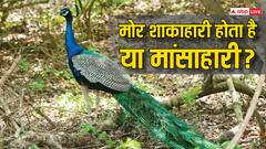 मोर शाकाहारी होता है या फिर मांसाहारी, क्या सही में सांप खाना पसंद करते हैं मोर