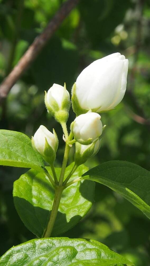 మల్లెపూలతో తలనొప్పికి చెక్ పెట్టొచ్చా?