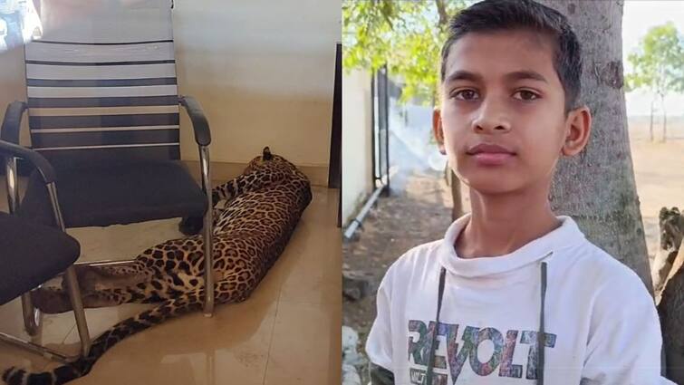 Malegaon leopard entered lawn in Malegaon little boy took the initiative and imprisoned the leopard in the room Nashik Maharashtra Marathi News मालेगावात लॉन्समध्ये शिरला बिबट्या, चिमुकल्याने प्रसंगावधान दाखवत खोलीत केले जेरबंद