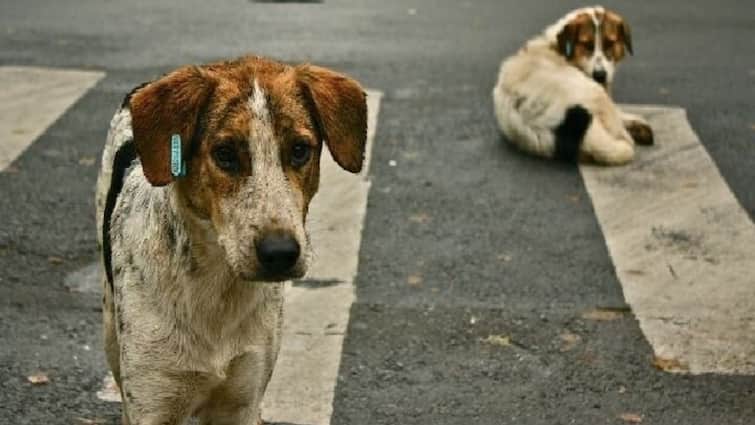 Aligarah News street dogs brutally beaten to death police registered case ann Aligarh News: अलीगढ़ में मानवता शर्मसार, युवक ने की बेजुबान की निर्मम हत्या, पुलिस ने दर्ज किया मामला