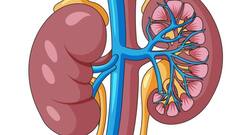 Health Tips: किडनी को रखना है हेल्दी तो इन सफेद चीजों को डाइट से कर दें बाहर