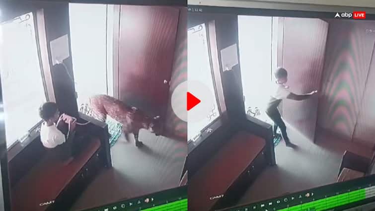 Nashik Leopard Viral Video child was playing game cctv footage मोबाइल पर गेम खेल रहा था बच्चा, तभी कमरे में घुसा तेंदुआ, ऐसे दिखाई सूजबूझ, वीडियो वायरल