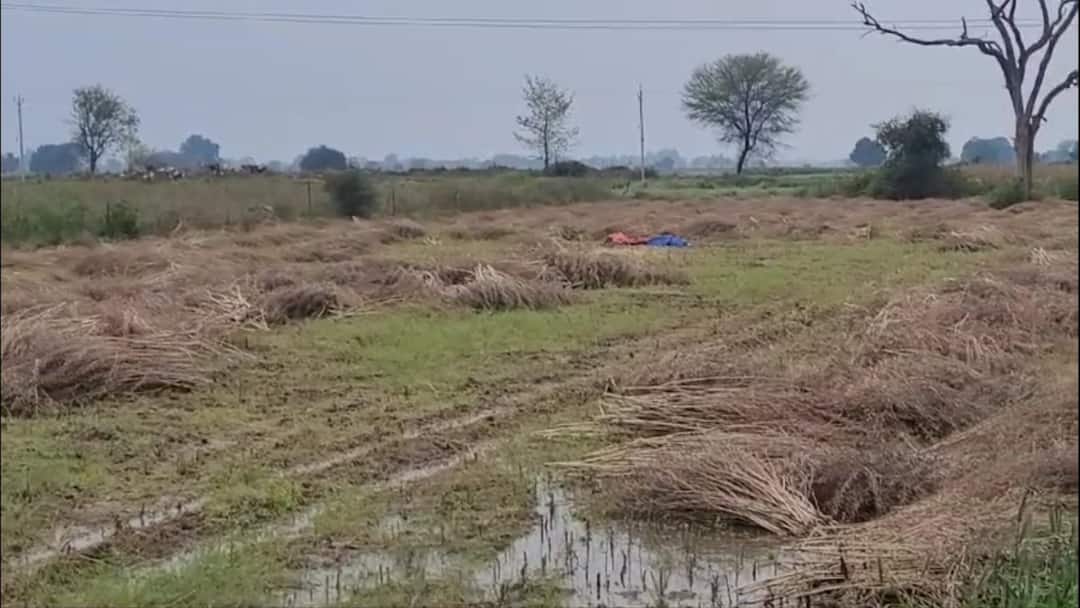 Kanpur News: बारिश-ओले से 23 गांव की 40 फसल बर्बाद, मुआवजे के लिए प्रशासन से किसानों ने 3.72 करोड़ मांगे Kanpur 40 crops 23 villages destroyed due rain and hail farmers Rs 3.72 crore administration compensation ann Kanpur News: बारिश-ओले से 23 गांव की 40 फसल बर्बाद, मुआवजे के लिए प्रशासन से किसानों ने 3.72 करोड़ मांगे