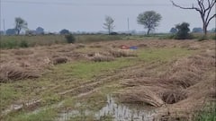 बारिश-ओले से 23 गांव की 40 फसल बर्बाद, मुआवजे के लिए प्रशासन से किसानों ने 3.72 करोड़ मांगे