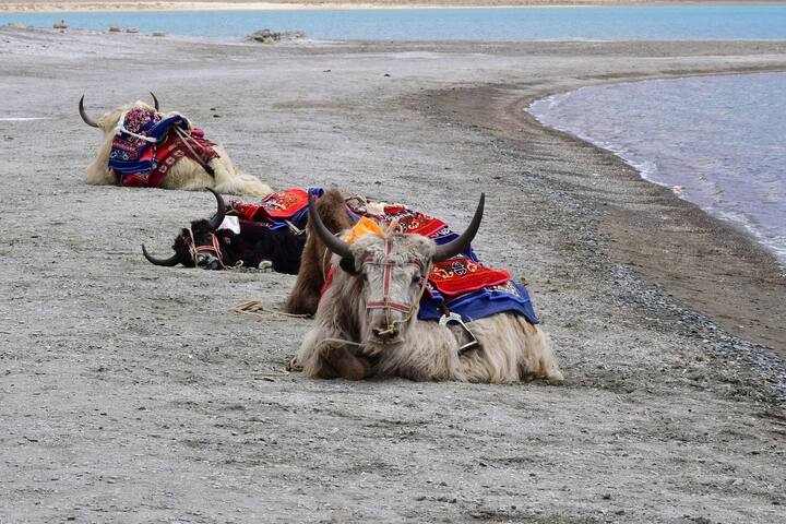 IRCTC Ladakh Tour: मई में लेह-लद्दाख घूमने का प्लान बना रहे हैं तो आईआरसीटीसी एक सस्ता और शानदार टूर पैकेज लेकर आया है.