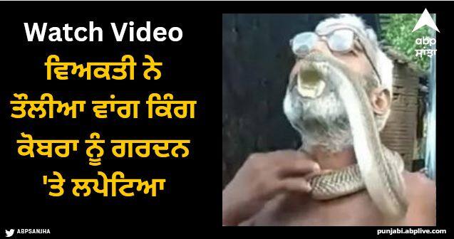 man wrapped king cobra snake in neck like towel shocking Video Viral Video: ਵਿਅਕਤੀ ਨੇ ਤੌਲੀਆ ਵਾਂਗ ਕਿੰਗ ਕੋਬਰਾ ਨੂੰ ਗਰਦਨ 'ਤੇ ਲਪੇਟਿਆ, ਸੱਪ ਨੇ ਮੂੰਹ ਨਾਲ ਫੜ ਲਏ ਬੁੱਲ੍ਹ