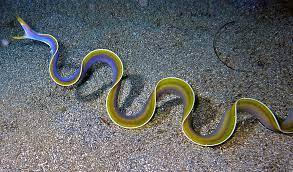 ribbon eel gradually matures from male to female Ribbon Eel:  ਦੁਨੀਆ ਦਾ ਅਜੀਬੋ-ਗਰੀਬ ਜੀਵ ਜਾਣੋ ਕਿਵੇਂ ਨਰ ਤੋਂ ਬਣਦਾ ਹੈ ਮਾਦਾ