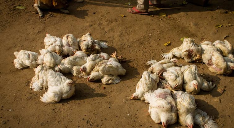 Nagpur news Bird Flu outbreak in nagpur causes over 100 chickens died Animal Welfare Department on alert mode maharashtra marathi news Nagpur Bird Flu : नागपुरात बर्ड फ्लूचा उद्रेकामुळे शेकडो कोंबड्यांचा मृत्यू; पशू संवर्धन विभाग अलर्ट मोडवर