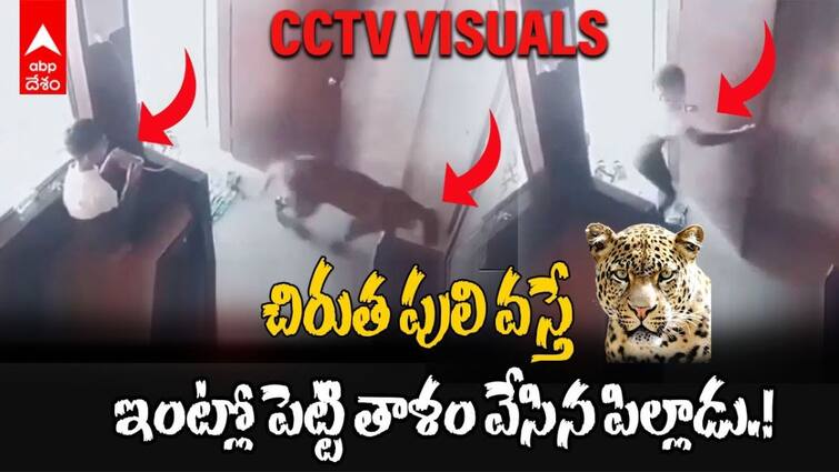 Watch Maharashtra Boy traps Leopard in Room CCTV Captures His Daring Act Boy Traps Leopard: చిరుతపులి వస్తే ఇంట్లో పెట్టి తాళం వేసిన పిల్లాడు, Video వైరల్