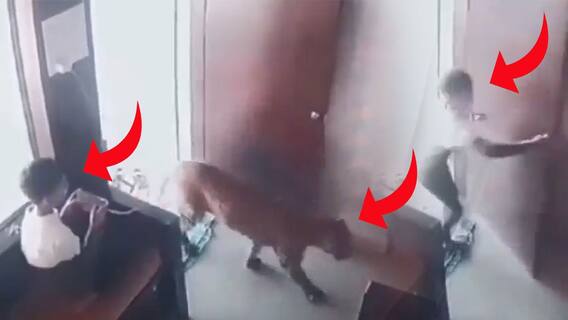 12 year old boy traps leopard | Malegaon లో వైరల్ గా మారిన పిల్లాడి సాహసం | ABP Desam