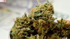 ఇంజినీరింగ్ చదువుతూ గంజాయి సరఫరా - ఇద్దరు విద్యార్థుల అరెస్ట్, ఎక్కడంటే?