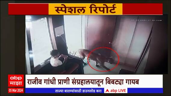 Leopard Special Report : मालेगावात पठ्ठ्यानं बिबट्या पकडला !