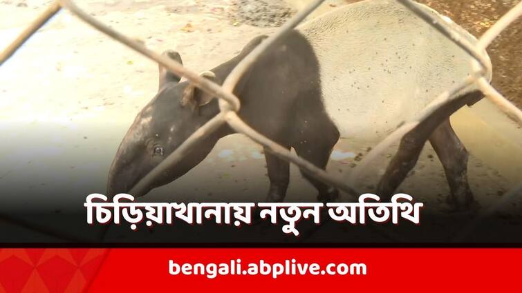 new Guest in Kolkata Alipur Zoo People flock to see Malayan Tapir and Royal Bengal tiger Kolkata Alipur Zoo: আশির দশকের পরে আবার! কলকাতা চিড়িয়াখানায় ফিরল এই প্রাণী