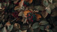 घर पर ही उगाएं कॉफी का पौधा, बाजार से खरीदने का झंझट हो जाएगा खत्म